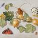 Still life of branch of gooseberries, with a butterfly, moth, damsel fly and other insects